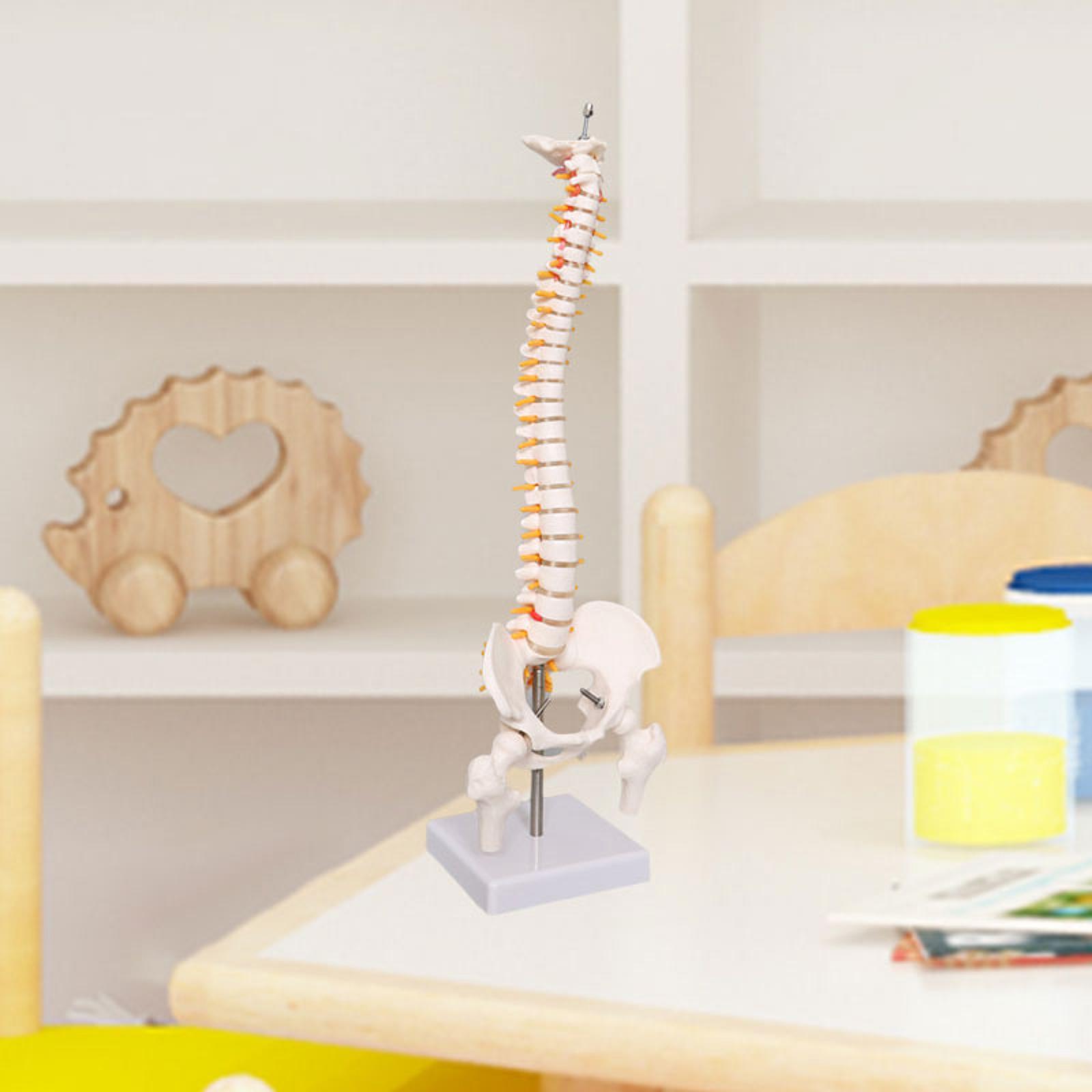Spine Model Education Tool Lea - Medical Lab Study review and price