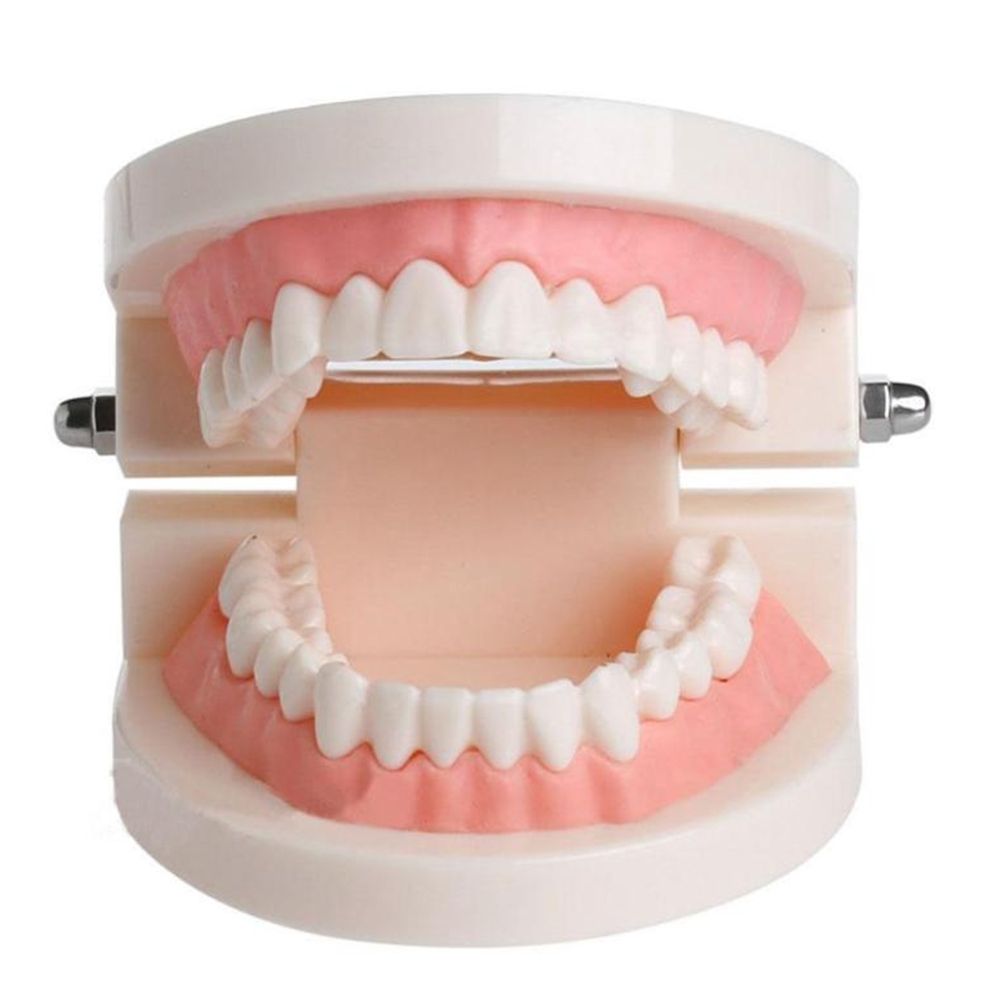 Lab Adult Study Typodont Demon - Medical Lab Study review and price