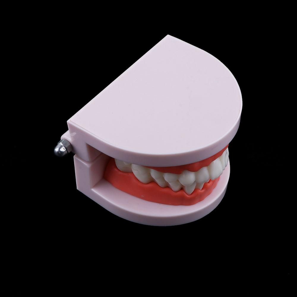 Lab Adult Study Typodont Demon - Medical Lab Study review and price