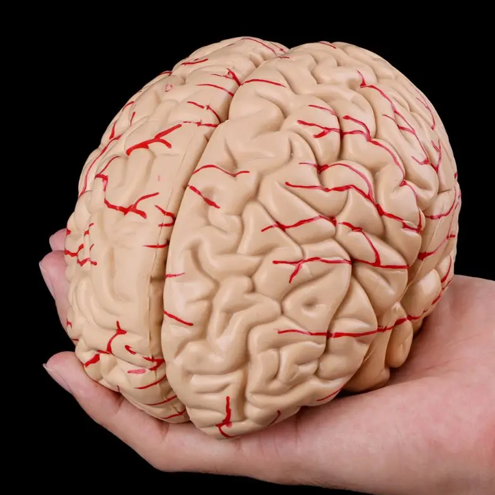 Man Woman Brain Model Life Siz - Medical Lab Study review and price