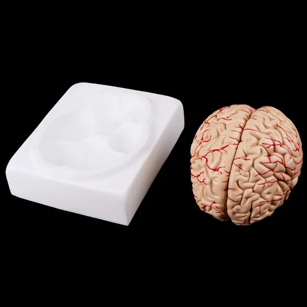 Man Woman Brain Model Life Siz - Medical Lab Study review and price
