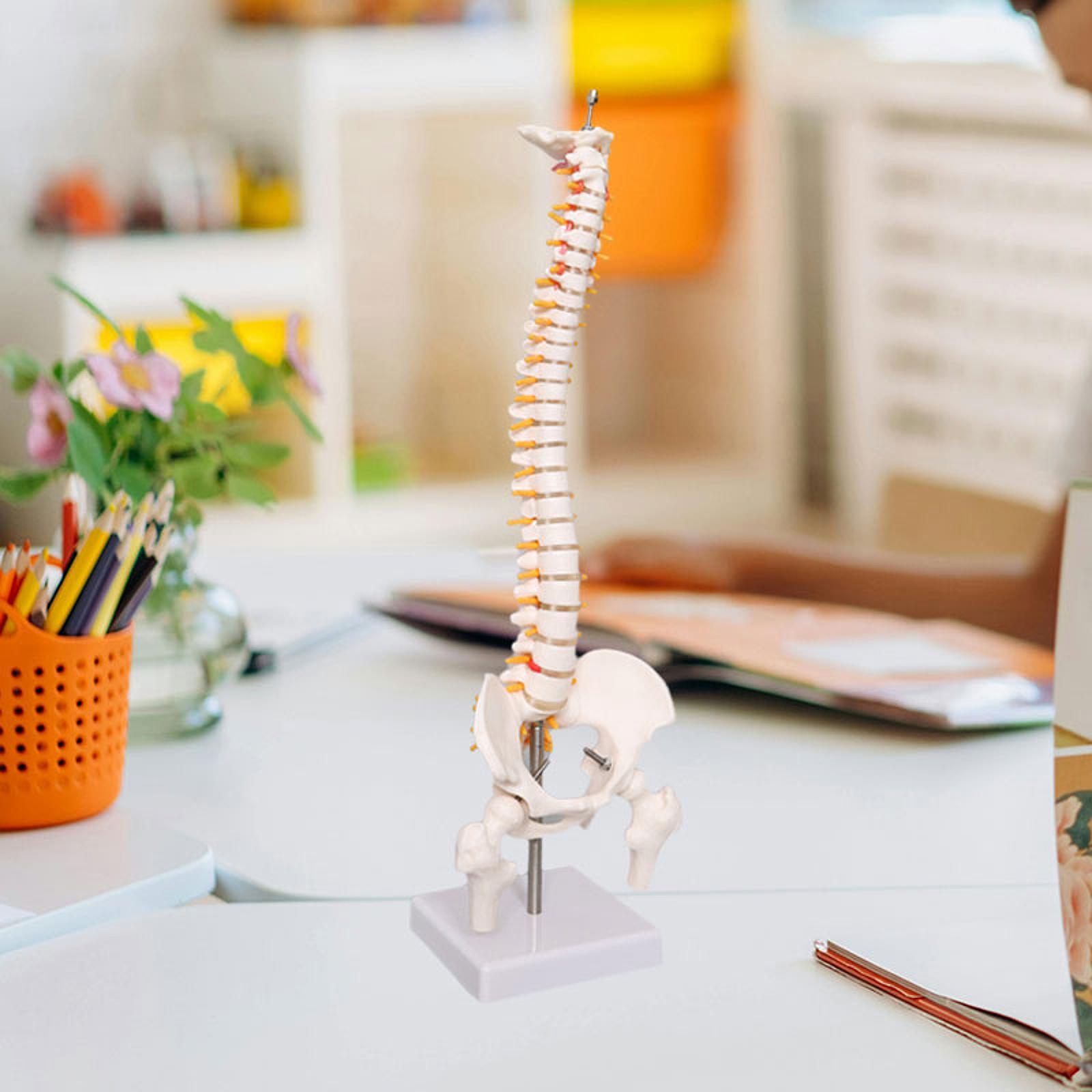 Human Spine Model 17.7inch for - Medical Lab Study review and price