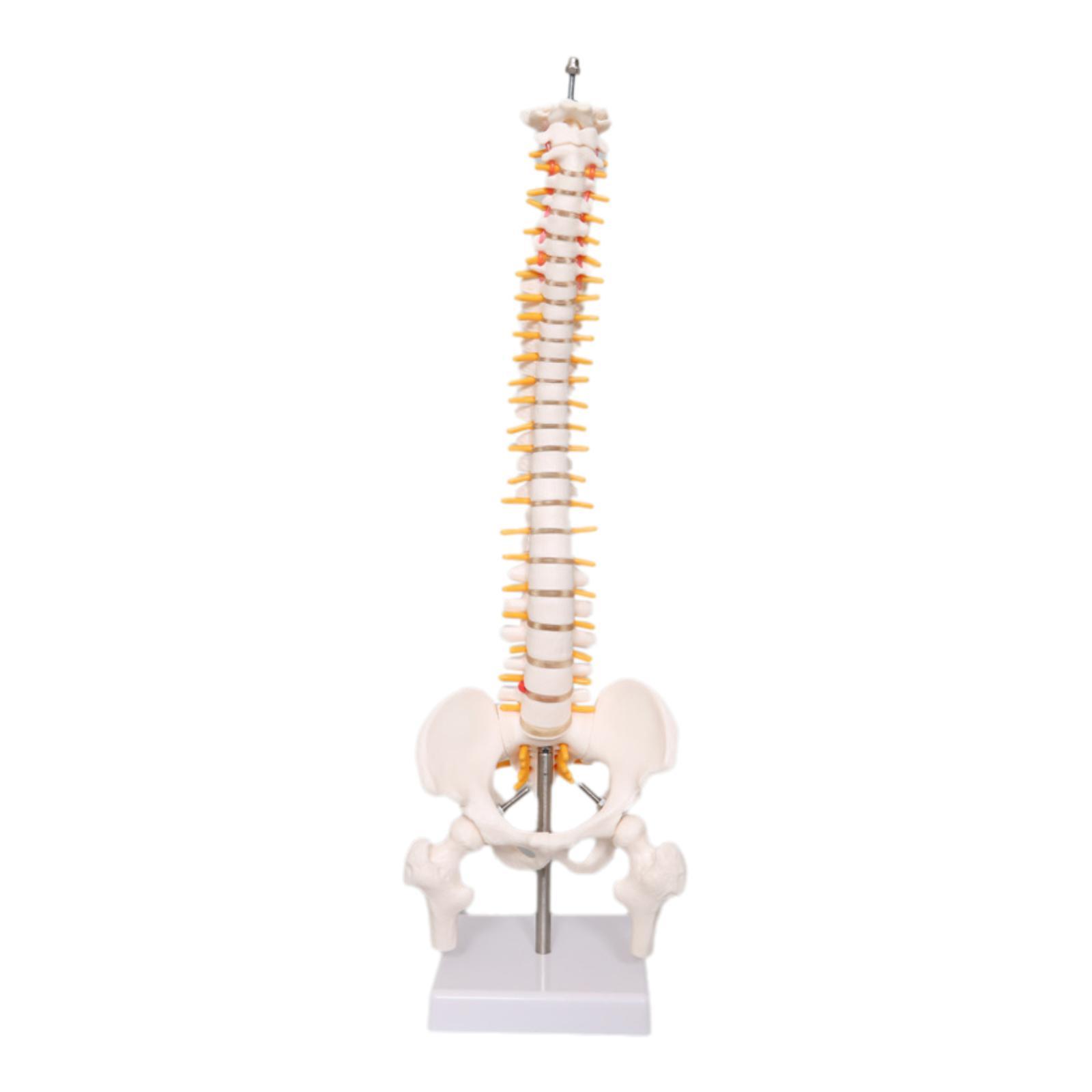 Human Spine Model 17.7inch for - Medical Lab Study review and price