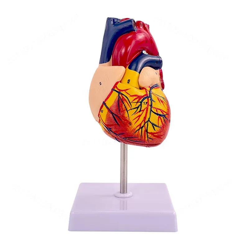 1:1 Human Heart Anatomy Model  - Medical Lab Ultrasound review and price