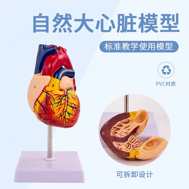 1:1 Human Heart Anatomy Model  - Medical Lab Ultrasound review and price