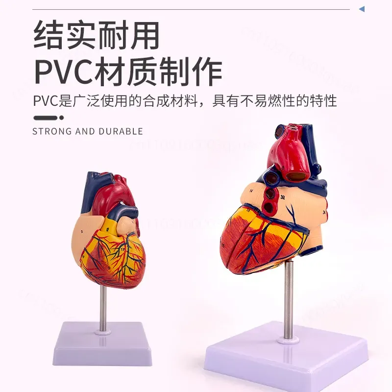 1:1 Human Heart Anatomy Model  - Medical Lab Ultrasound review and price