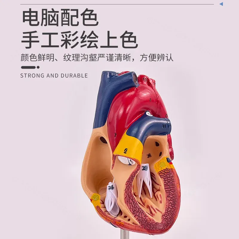 1:1 Human Heart Anatomy Model  - Medical Lab Ultrasound review and price