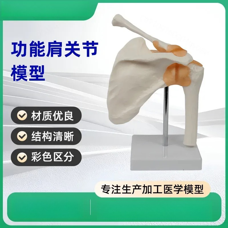 Functional Shoulder Joint Mode - Medical Lab Study review and price