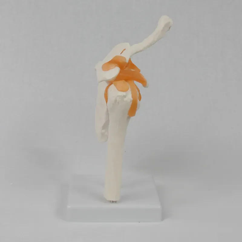 Functional Shoulder Joint Mode - Medical Lab Study review and price