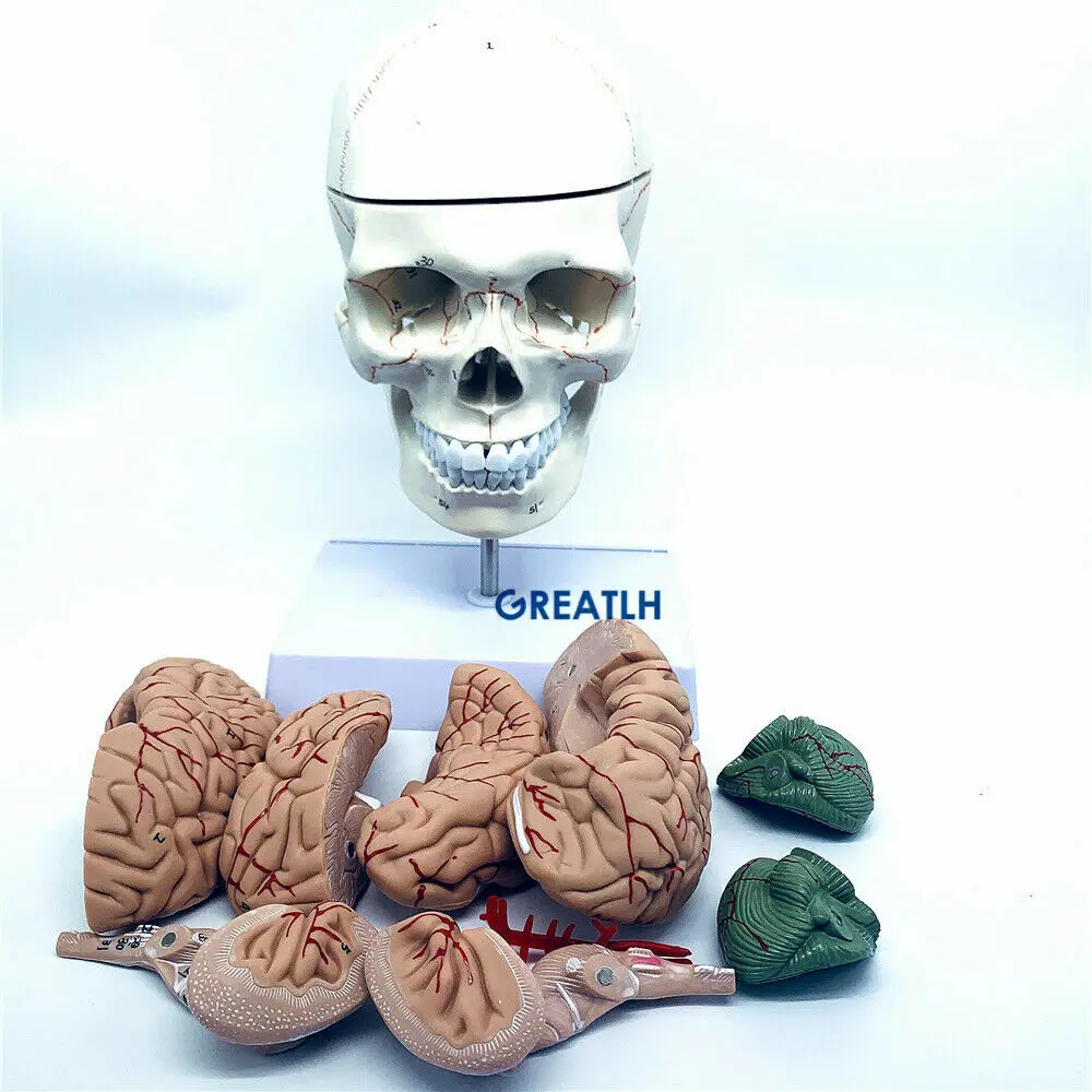 GREATLH Brain Anatomical Model - Medical Lab Study review and price