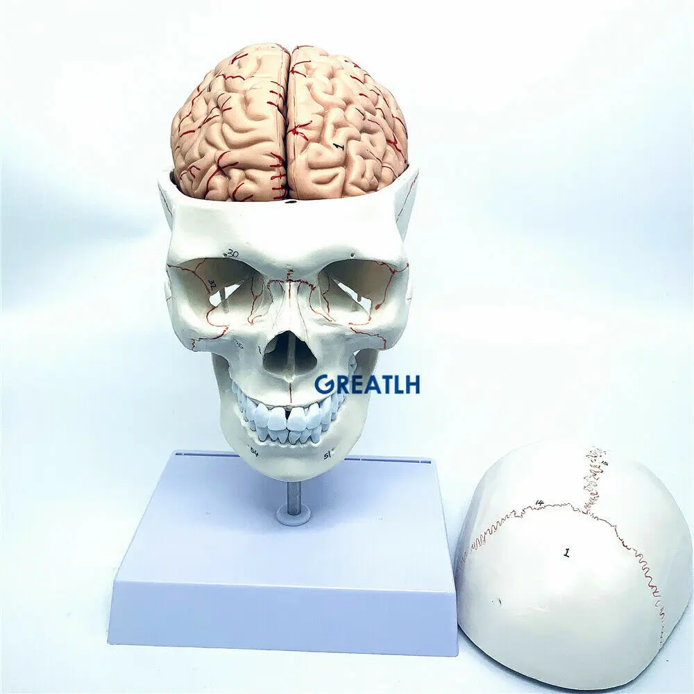 GREATLH Brain Anatomical Model - Medical Lab Study review and price