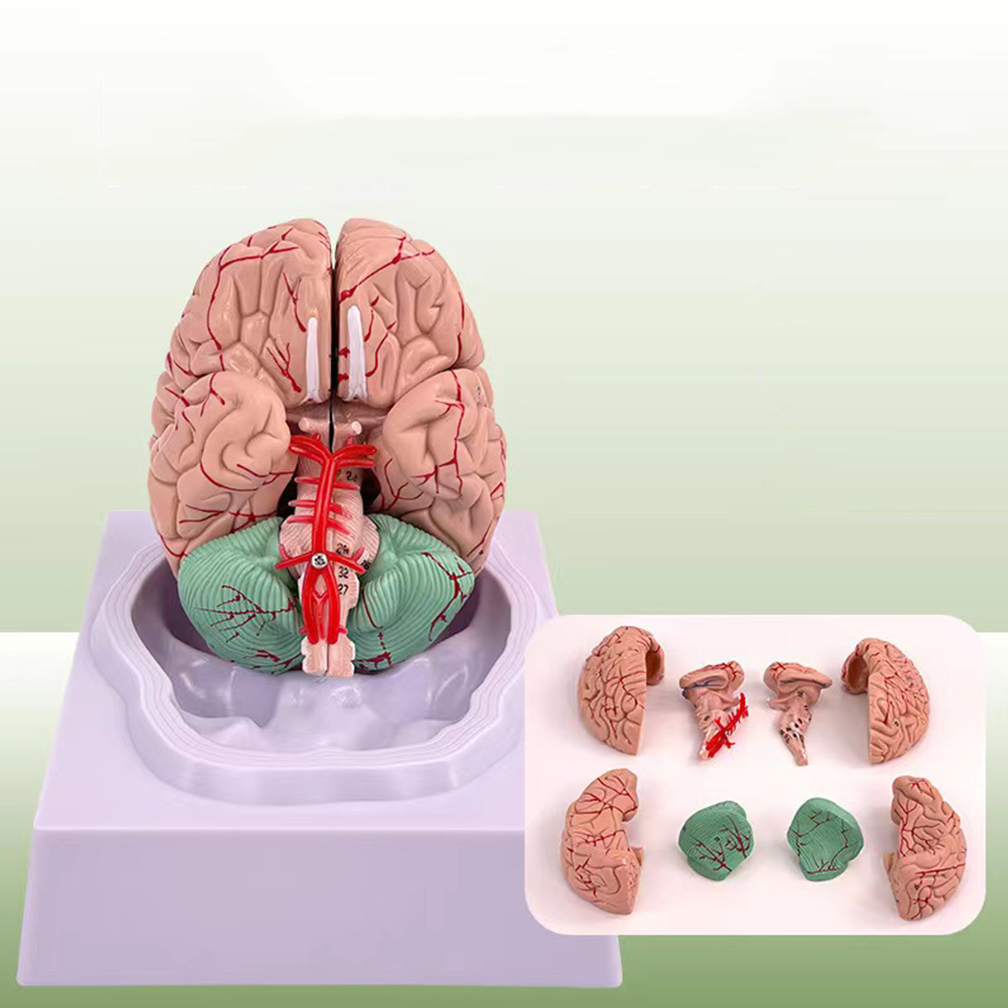 Human Life Size People Brain F - Medical Lab Study review and price