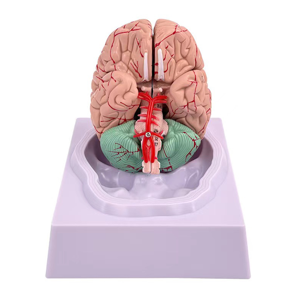 Human Life Size People Brain F - Medical Lab Study review and price